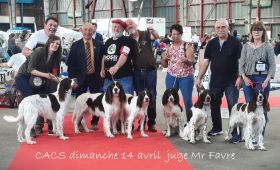 Exposition canine Internationale de Limoges (87) 